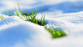 Grass and snow