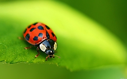 Ladybug